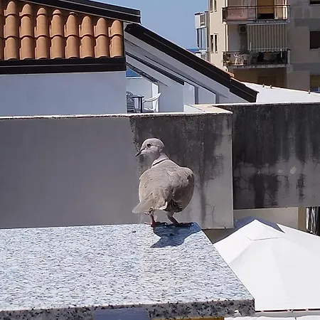 Da Nonna Teta Praia a Mare